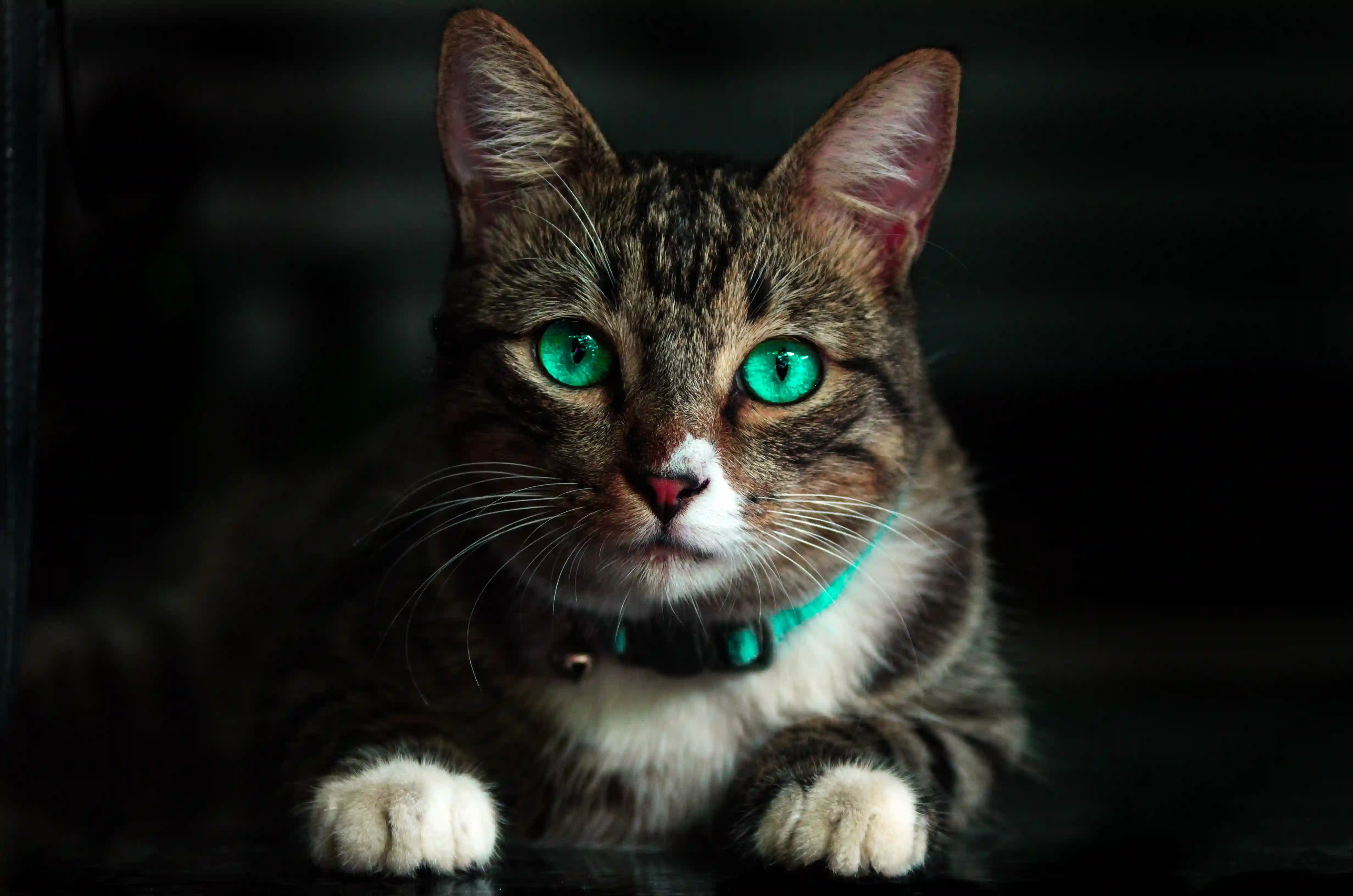 imagen de un gato